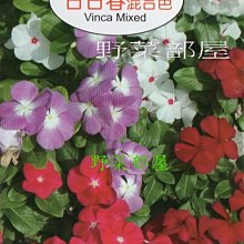 【野菜部屋~】Y10 日日春混Vinca Mixed~天星牌原包裝種子~每包17元~