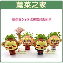 【蔬菜之家滿額免運004-H21】情侶猴DIY迷你植物盆栽組合※此商品運費請選宅配貨運※