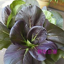 【野菜部屋~中包裝】F15 紫色小白菜種子20公克 , 日本野菜 , 耐抽苔 , 品質佳 ~