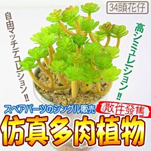 【🐱🐶培菓寵物48H出貨🐰🐹】仿真多肉植物頭花仔 特價69元