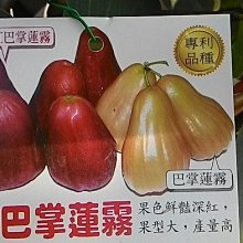 花花世界_水果果苗 *紅巴掌蓮霧(高壓苗)* 4吋黑軟盆/高30-60cm/果色鮮艷深紅/MA