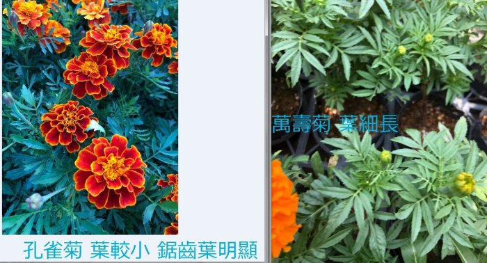 花花世界_季節花卉*萬壽菊(不挑花色，單盆)*-花繁葉茂/3.5吋黑軟盆/高5-10cm/MA