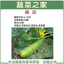 【蔬菜之家滿額免運00G16】大包裝.越瓜(青醃瓜)種子600顆※此商品運費請選宅配貨運※