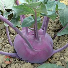 【野菜部屋~】E32 紫色結頭菜種子40公克(約12000粒) , 除種植用亦可當芽菜食用 , 每包150元 ~