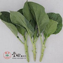【野菜部屋~】H17 雄獅芥蘭種子2.4公克 ,日本進口 , 早熟 , 耐熱性強 ,每包15元~