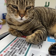 貓飼料