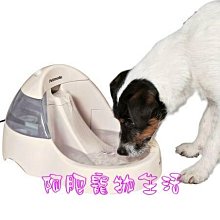 【阿肥寵物生活】美國Petmate 寵物噴泉／3公升／給寶貝最純淨的飲用水