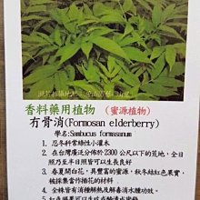 花花世界_香草植物-- 接骨草/ 冇骨消，灌木狀草本植物--果期10月/5吋盆苗/高20~30公分/Tm