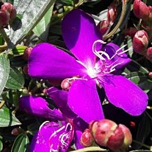 花花世界-綠籬圍籬 **巴西牡丹**-紫牡丹 /6吋盆 /高20-40cm /花朵有紫、花蕊大/MA