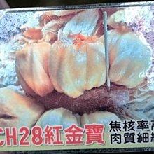 花花世界_水果苗--ch28紅金寶波羅蜜--馬來西亞的冠軍品種/4吋盆/高30-40公分/Ts