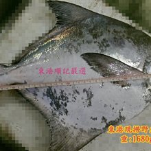 東港順記 東港 大鵬灣沿岸 現撈 白鯧魚 (昌旺魚) 年節必備年菜~限量預購中~