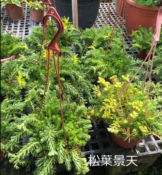 花花世界_多肉植物 *松葉景天*-松葉佛甲草-金莿插/6吋盆/高5-10cm 多肉植物好療癒/MA