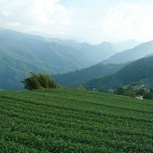 【茶葉館】茶農直營【頂級阿里山冬片金萱】喉韻香氣兼具的難得好茶～含運唷