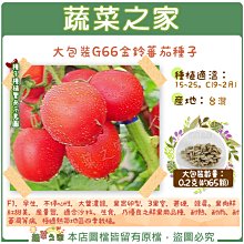 【蔬菜之家滿額免運00G66】大包裝.金鈴蕃茄種子0.2克(約65顆)※此商品不適用郵寄掛號※