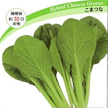 【野菜部屋~】E65 日本京小判小松菜種子1.6公克 , 耐熱性佳 , 抗病性好 , 每包15元~