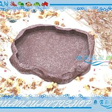 【~魚店亂亂賣~】CML兩棲爬蟲原始食盤18.5x15x2.5cm中型(烏龜飼料盒/餵食盆/淺水盤)