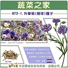 【蔬菜之家滿額免運】 H72-1.矢車菊(矮球)種子0.6克(約140顆)/混合色 重瓣/半重瓣花，高度約80公分。用途：花壇、盆栽。