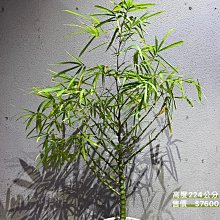 芯晨花園桃園三民店 招財擋煞用樹/葫蘆竹/室外及陽台用盆栽/銷售快速下標前請先確認是否現場還有現貨/宅配限北部地區