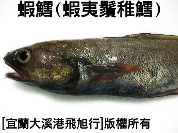 蝦鱈(日本蝦夷鬚稚鱈)