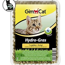 【阿肥寵物生活】德國竣寶GIMBORN 一次澆水長效保濕貓草 150g 盒裝