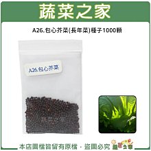 【蔬菜之家滿額免運】A26.包心芥菜(長年菜)種子1000顆(肉甲厚，結球中早，照顧易，纖維少.蔬菜種子)