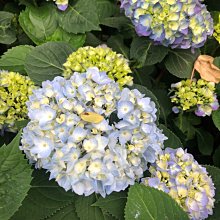 花花世界_季節花卉-*藍色繡球花(A)*-八仙花-草繡球/7-8吋盆/ 高30-40cm/MA*無法超取*