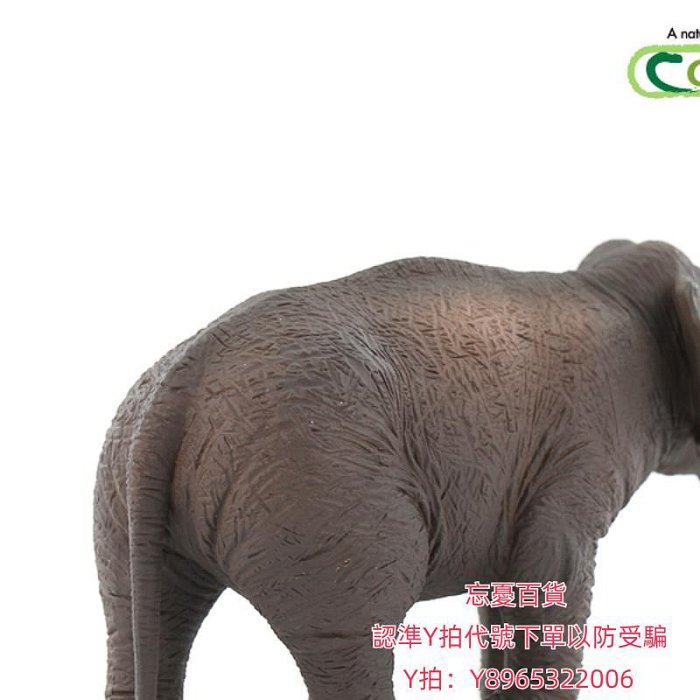 仿真模型英國CollectA我你他仿真野生動物模型玩具認知大象88486亞洲象