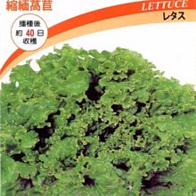 【野菜部屋~】B12 綠捲萵苣種子2公克 , 大球萵苣 , 每包15元 ~