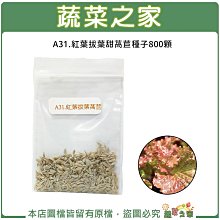 【蔬菜之家滿額免運】A31.紅葉拔葉甜萵苣種子800顆(拔葉A菜.紫褐色葉.甜度高.質爽脆.蔬菜種子)