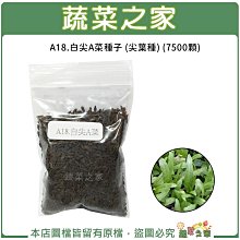 【蔬菜之家滿額免運】A18.白尖A菜種子7500顆(尖葉種.葉幅寬長.葉尾較鈍尖.苦味少。抽苔晚.蔬菜種子)