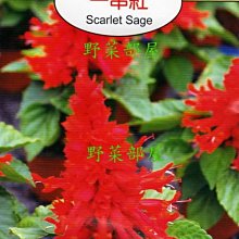 【野菜部屋~】Y65 一串紅Scarlet Sage~天星牌原包裝種子~每包17元~