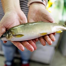 ㊣盅龐水產◇母香魚8P◇重量920g±5%/盒◇零$725元/盒◇ 抱卵香魚 瓜果香味 燒烤 台灣母香魚