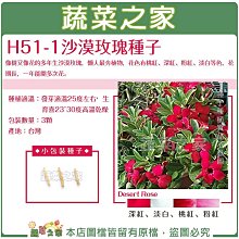 【蔬菜之家滿額免運】H51-1.沙漠玫瑰種子3顆  像樹又像花的多年生沙漠玫瑰，懶人最夯植物，花色有桃紅、深紅、粉紅、淡白等色