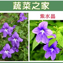 【蔬菜之家滿額免運】H18.紫水晶種子0.008克(約50顆)(藍色，高25~40cm.花卉種子)