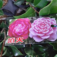 （預計九月上市）花花世界_茶花苗*噴火*(花季2~3月份)/3.5吋/5-15cm/MA