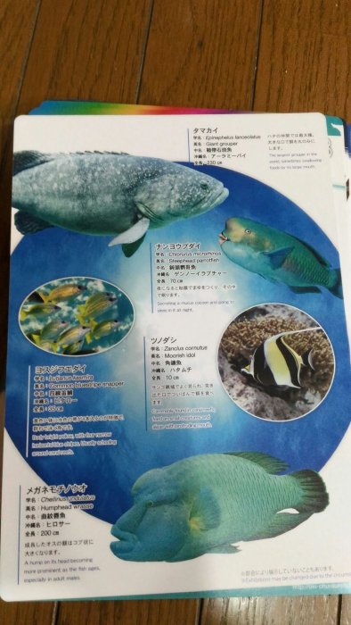 墊板 3沖繩 海洋館 紙硬墊板 美麗魚世界 水族館正反2面 墊板文具書寫便利 用品 全套10張快來收集喔