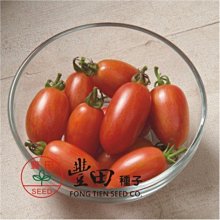 【野菜部屋~】L45 205條紋蕃茄種子10粒 ,深粉帶橙色條紋 ,口味酸甜 ,蕃茄味道濃郁 ,每包15元~