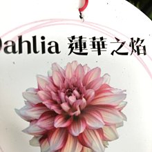 大麗花 優惠推薦 21年7月 Yahoo奇摩拍賣