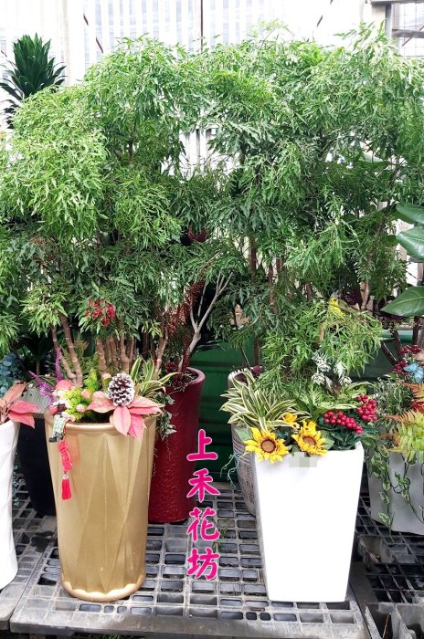 高雄花店(上禾花坊鮮花氣球館)超大型福祿桐富貴樹落地盆栽~辦公室開幕喬遷居家送禮擺設皆宜~