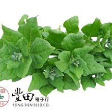 【野菜部屋~】A20 香甜菠菜種子3.5公克 , 番杏 , 紐西蘭菠菜, 生育強健 ,每包15元 ~