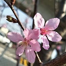 門面等級-富士櫻花 矮化處理 移植袋裝多年，足8年樹齡十分重外送限中部以北地區