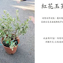 心栽花坊-紅花玉芙蓉/5吋/綠化植物/綠籬植物/觀花植物/售價150特價120