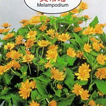 【野菜部屋~】Y56 黃帝菊Melampodium~~天星牌原包裝種子~每包17元~