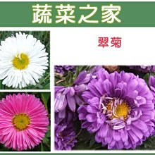 【蔬菜之家滿額免運00H21】大包裝.翠菊種子(蜜蕾，混合色花卉種)2克(約1250顆)※此商品運費請選宅配貨運※