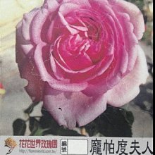 花花世界_玫瑰苗--龐帕度夫人,Rose Pompadour-龐帕杜-強香/3.5吋黑軟盆/高10~30公分/MA