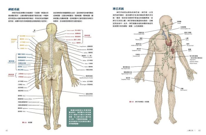 中国式脊椎矯正手法 DVD ブルーレイ | endageism.com