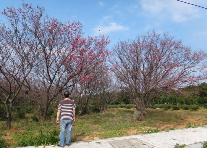 【旭昇景觀樹園藝行】山櫻花高5-6米.直徑20公分.吉野櫻八重櫻富士櫻