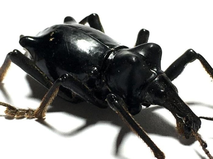 【熱賣精選】巴布亞新幾內亞罕見象鼻甲蟲甲殼蟲標本珍藏