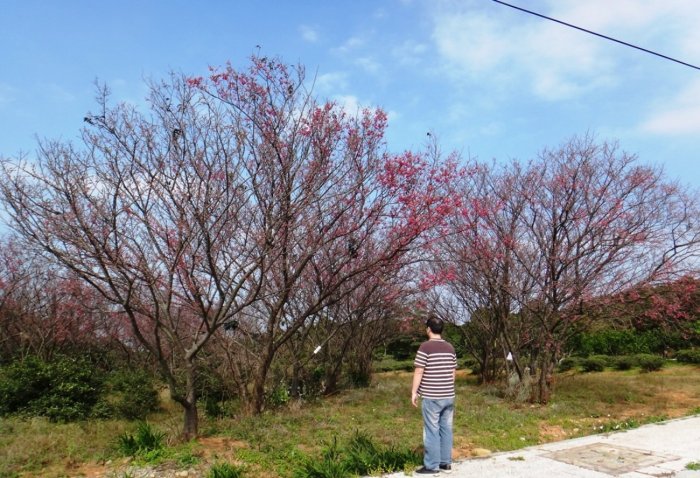 【旭昇景觀樹園藝行】山櫻花高5-6米.直徑20公分.吉野櫻八重櫻富士櫻