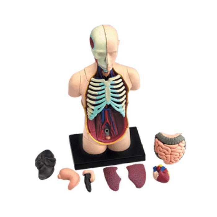 4D MASTER益智拼裝玩具人體內臟器官解剖模型醫學教學用模型
